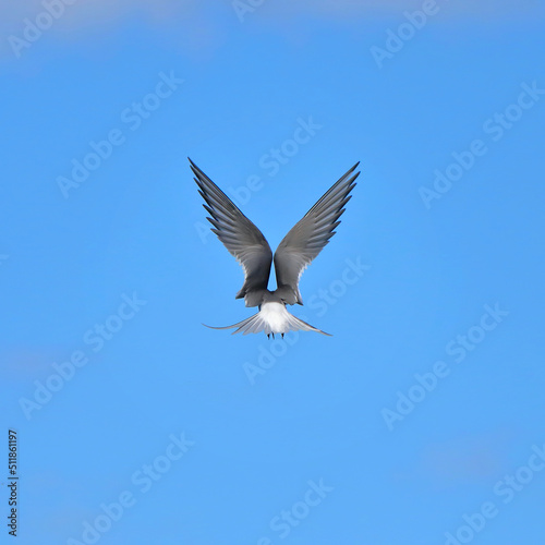 Common tern in flight against a blue sky. nature of wild birds © Aleksandr 44ARH