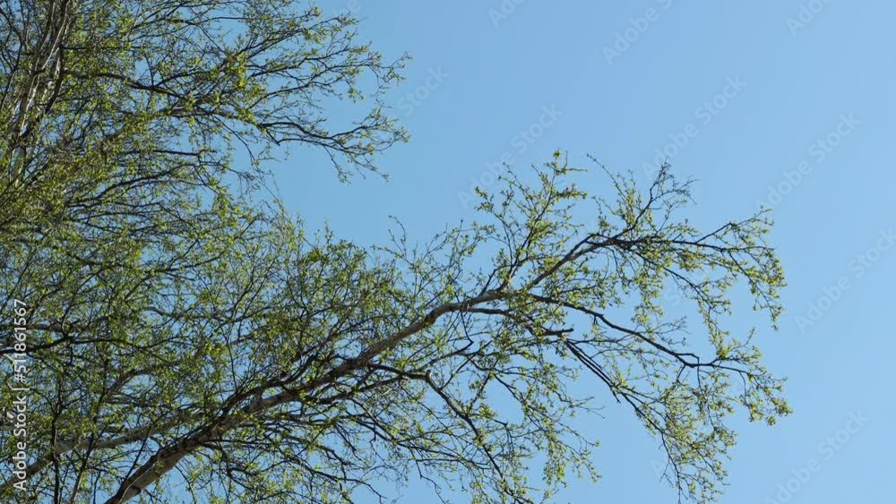 Spring tree branches with bright greenery against a beautiful blue sky Spring tree branches with bright greenery against a beautiful blue sky
