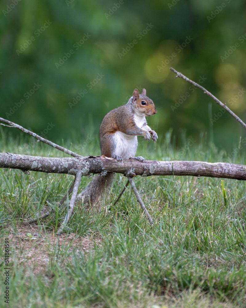 Obraz premium Squirrel on a tree 