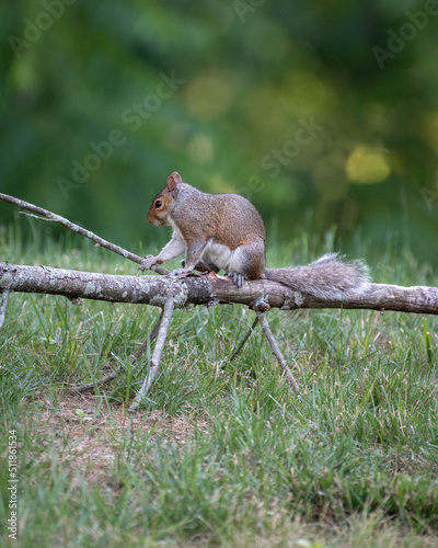 Squirrel sitting on a tree branch