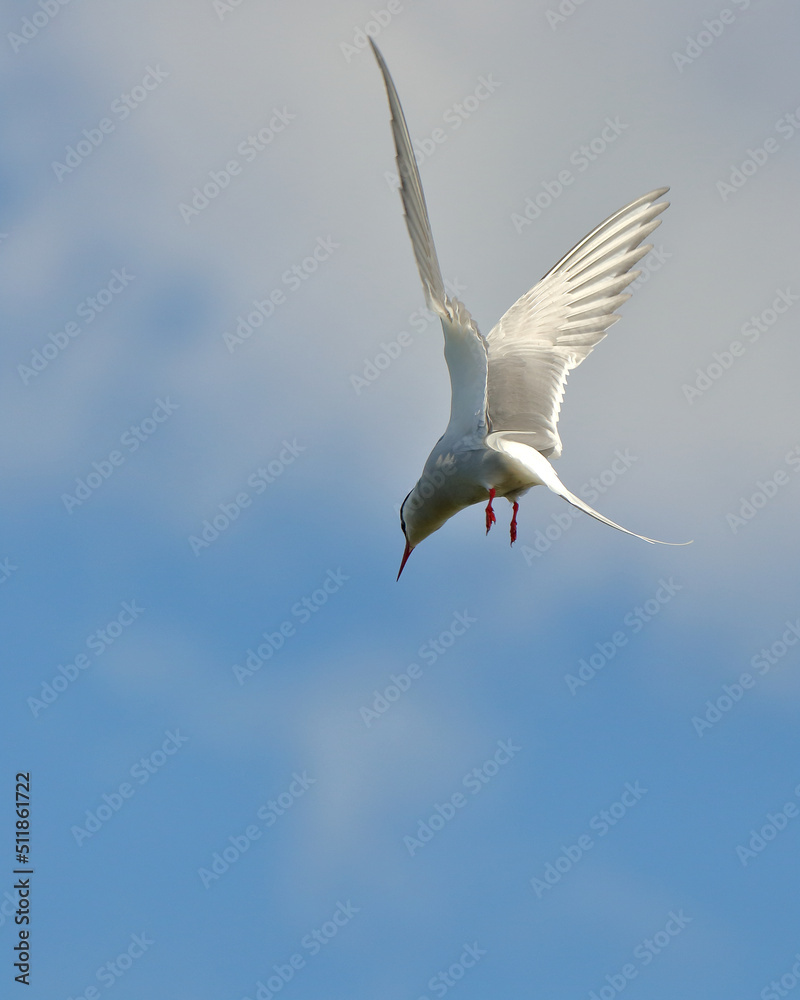 Obraz premium Common tern in flight against a blue sky. nature of wild birds
