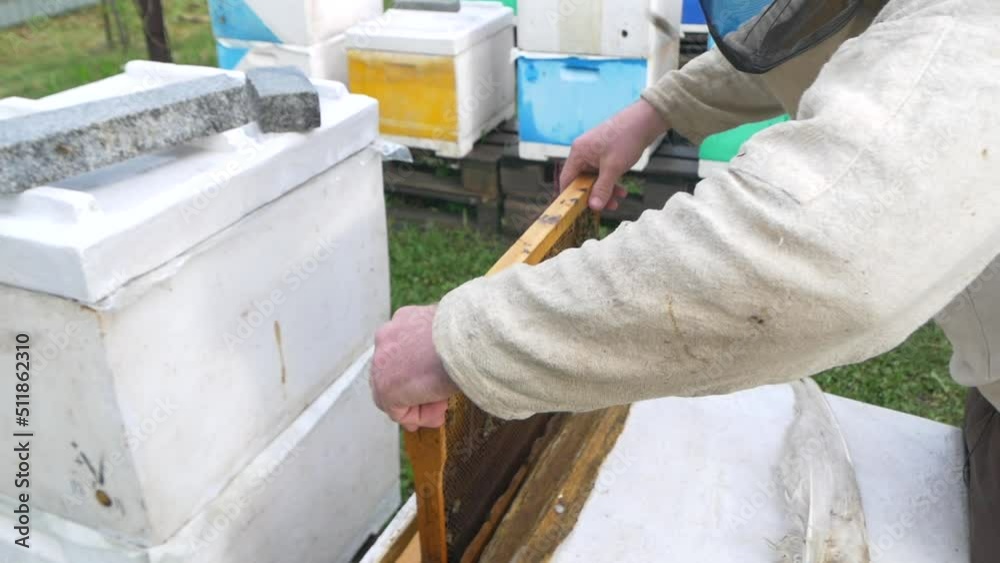 Beekeeper opens the hive and examines bees. Bees in the hive. Beekeeper in special protection against bee stings controls the quality of honey and how the bees live in the hive.