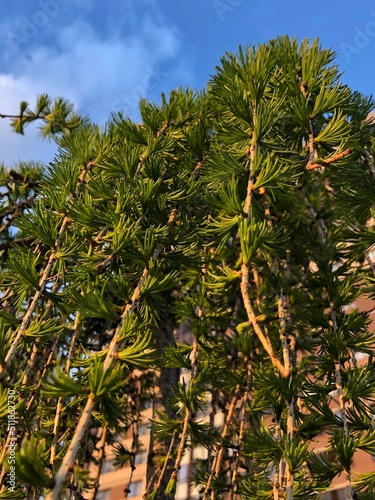 pine tree branches