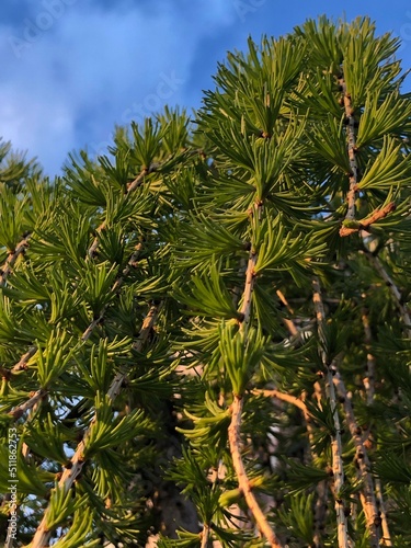 pine tree branches
