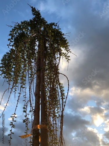 silhouette of tree