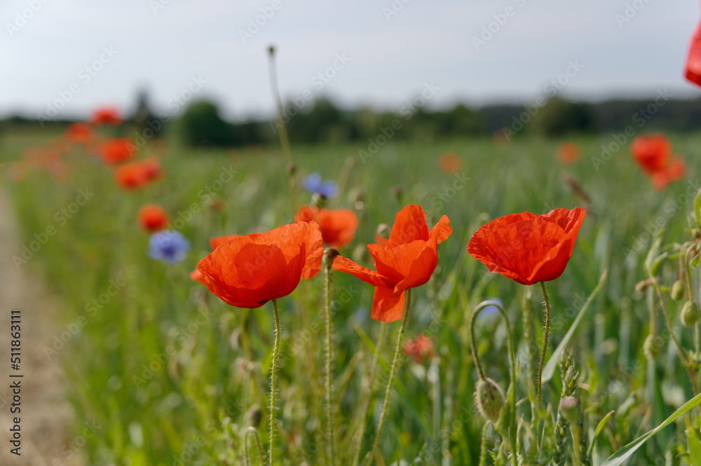 Fototapeta premium Mohn, Klatschmohn, Poppy, rote Mohnblumen am Feldrand