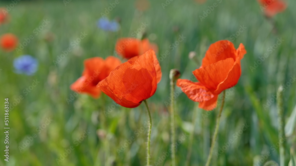 Mohn, Klatschmohn, Poppy, rote Mohnblumen am Feldrand