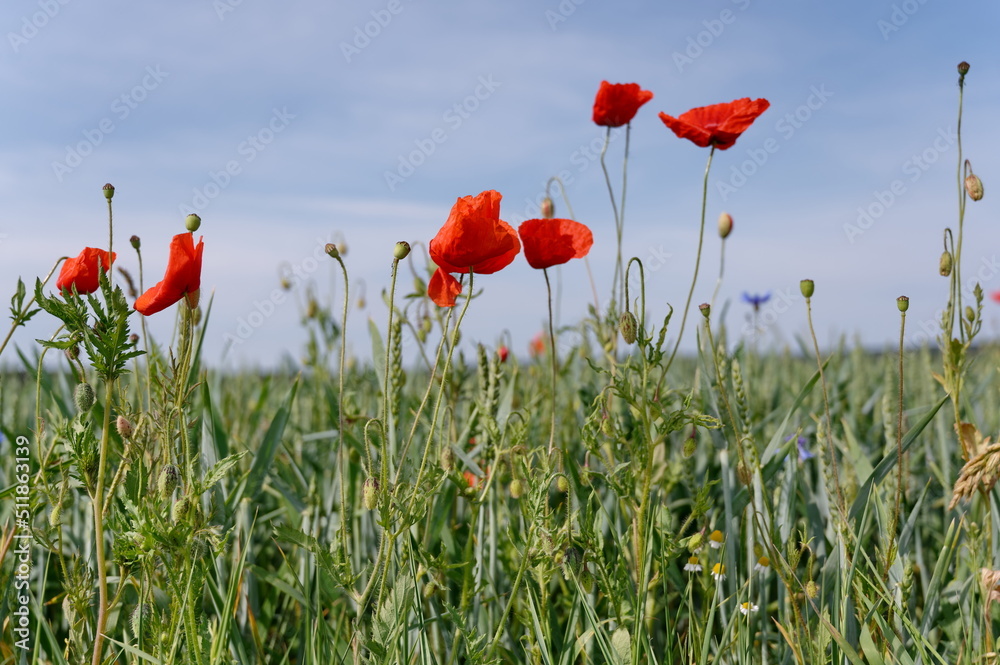 Obraz premium Mohn, Klatschmohn, Poppy, rote Mohnblumen am Feldrand