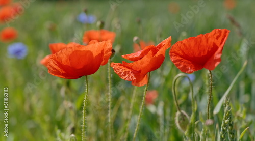 Mohn, Klatschmohn, Poppy, rote Mohnblumen am Feldrand
