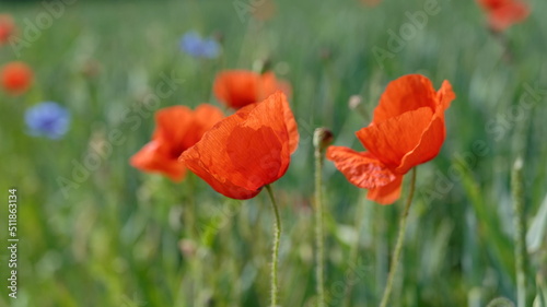 Mohn  Klatschmohn  Poppy  rote Mohnblumen am Feldrand