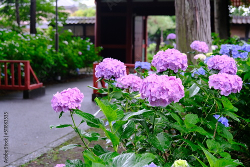 川越の街 仙波東照宮に咲く紫陽花