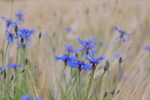 Kornblumen am Feldrand  Feld Wiese und Blumen  cornflower