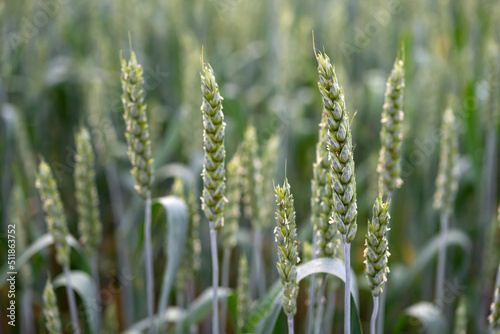 A field of green wheat