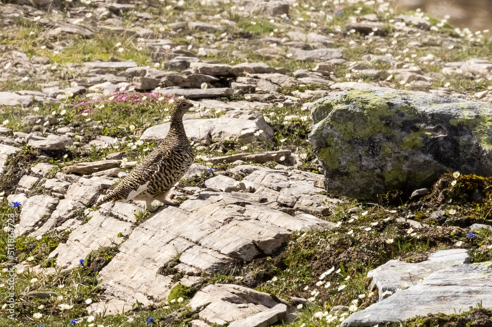Alpenschneehuhn henne, weibchen auf felsen Alpenschneehuhn henne, weibchen auf felsen