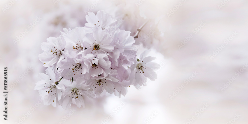 beautiful spring flowers - spring tree in bloom - over bright background like artistic romantic flowery backdrop and wallart beautiful spring flowers - spring tree in bloom - over bright background like artistic romantic flowery backdrop and wallart