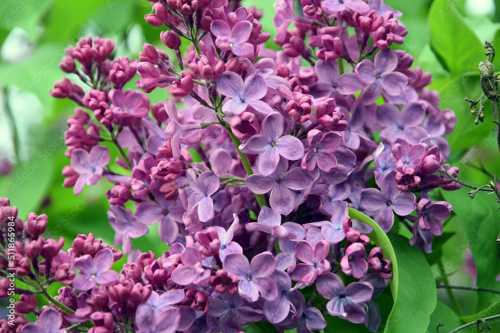 Blooming lilac trees in the Lilacs garden in Moscow Blooming lilac trees in the Lilacs garden in Moscow