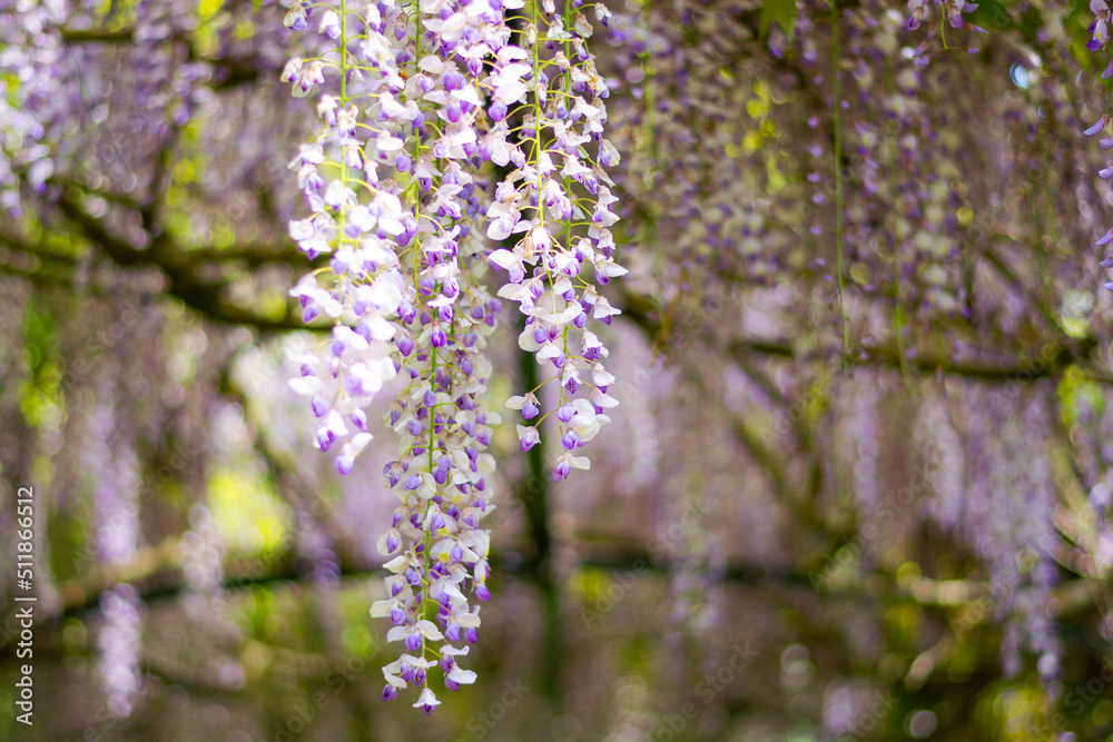 Blooming branch of wisteria in spring