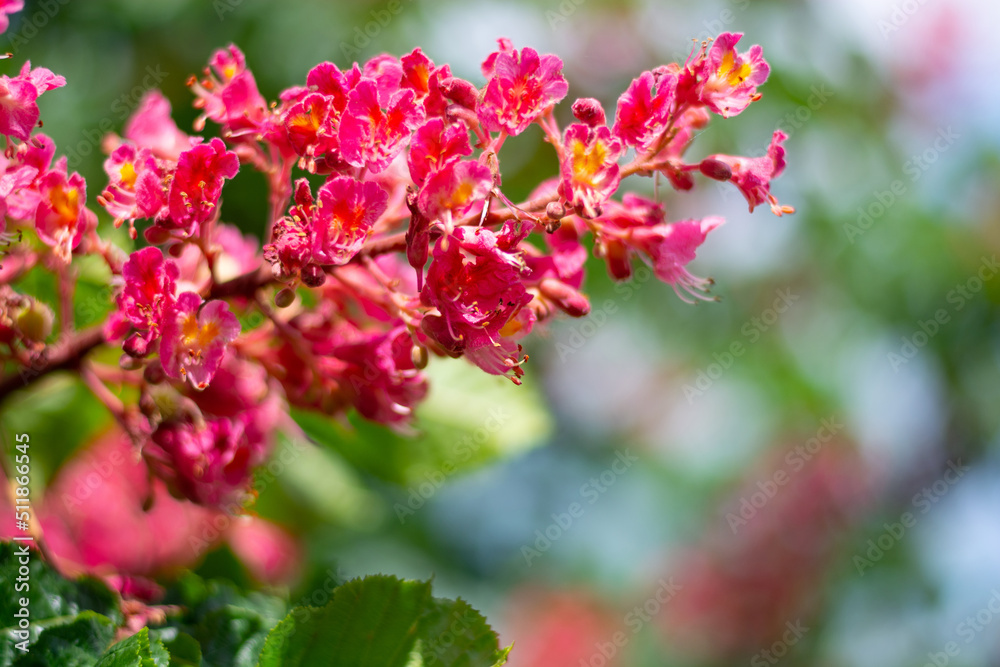 Pink chestnut blossoms in spring