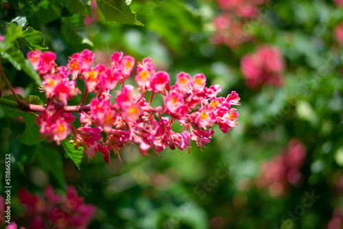 Pink chestnut blossoms in spring