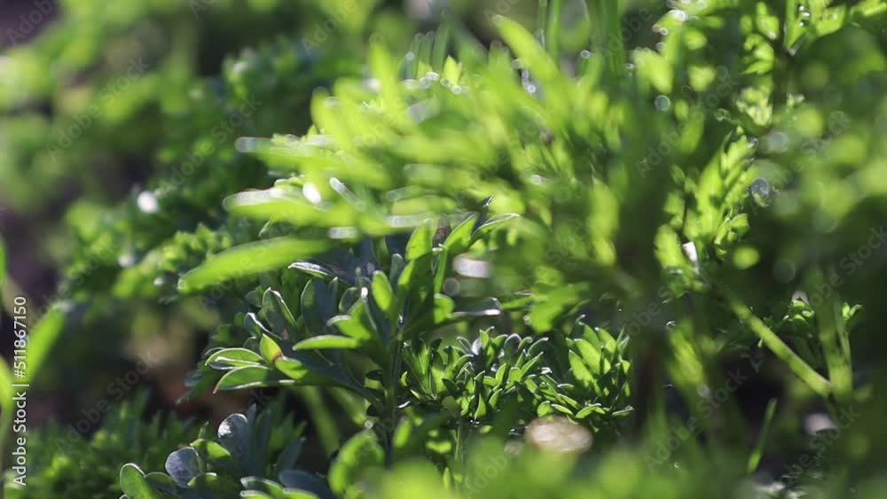 Parsley leaves close-up. Parsley grows in a garden bed. High quality footage slow motion. Parsley leaves close-up. Parsley grows in a garden bed. High quality footage slow motion.