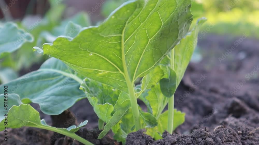 Beds with cabbage in the garden on a sunny day. Cabbage closeup. High quality Full HD footage Beds with cabbage in the garden on a sunny day. Cabbage closeup. High quality Full HD footage