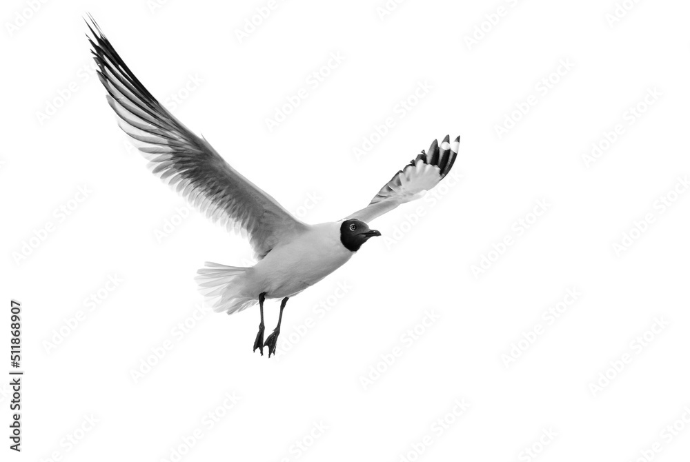 Obraz premium seagull in flight