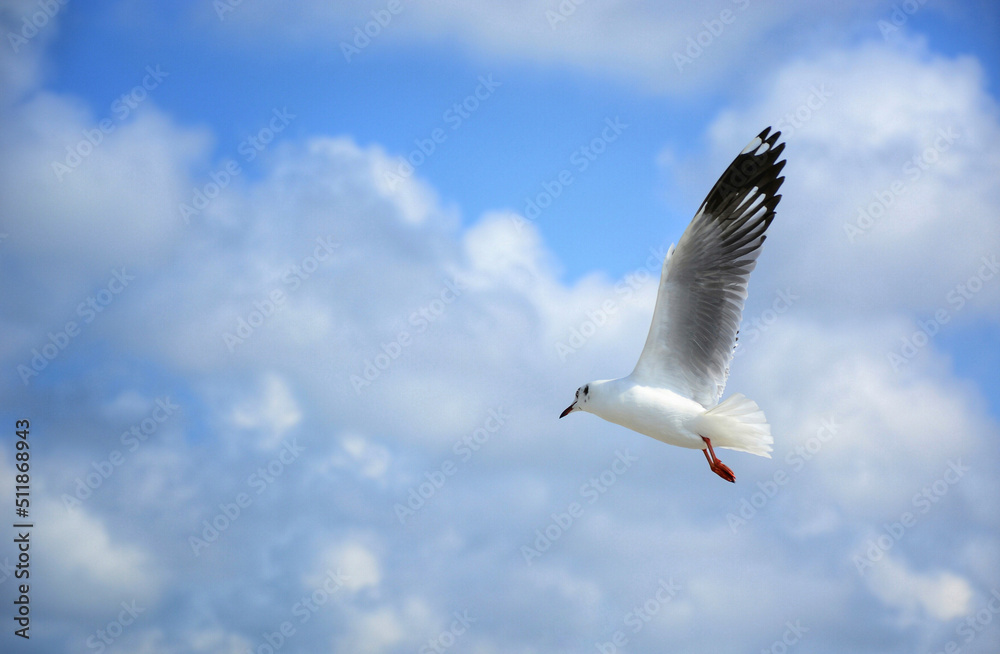 seagull in flight seagull in flight