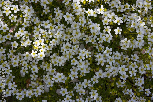 Top view of bright white forest flowers illuminated by the glare of the sun