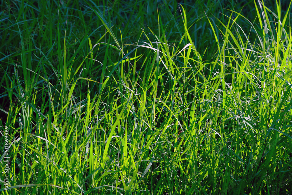 Obraz premium green grass background