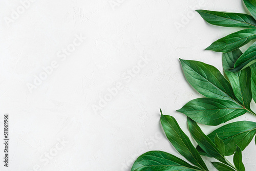Green, juicy leaves on a light background with space to copy. View from above. Natural background.