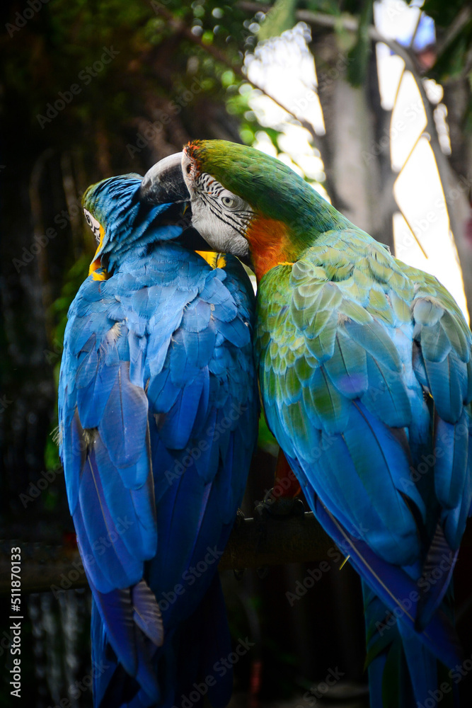 Obraz premium blue and yellow macaw