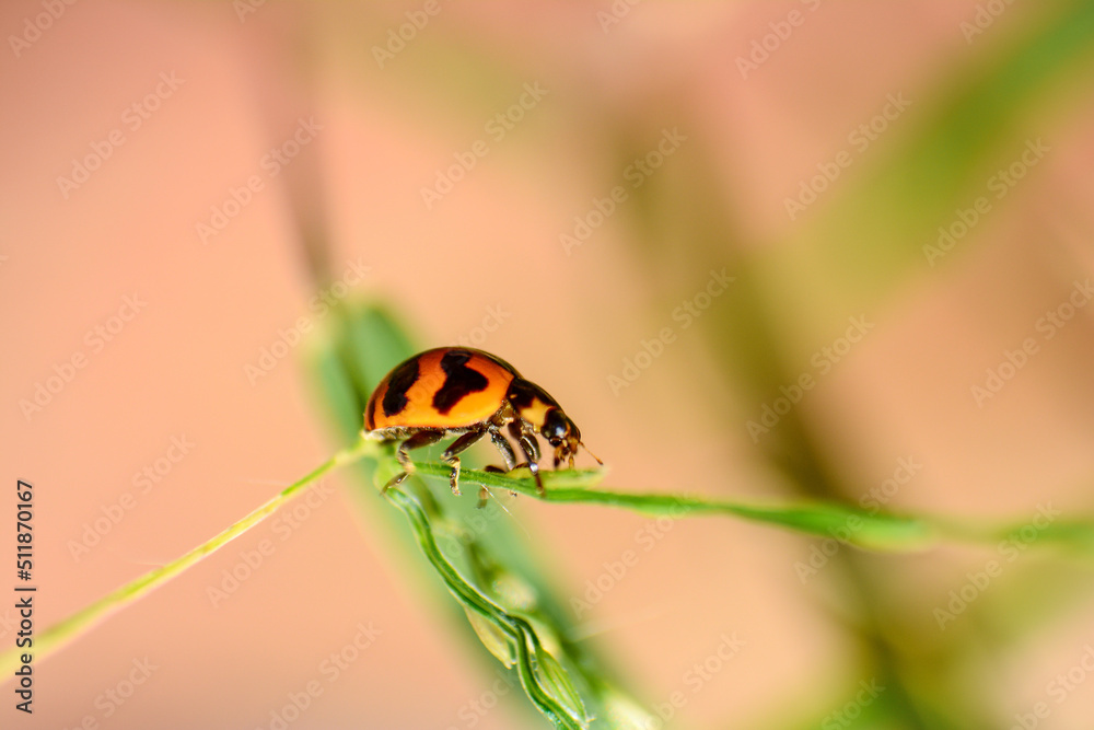 Naklejka premium ladybird on a leaf