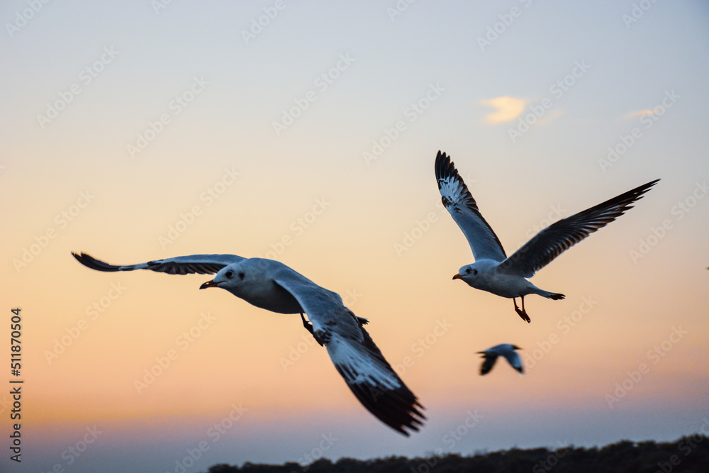 Naklejka premium seagull in flight