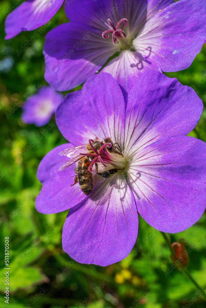 Obraz Rośliny i kwiaty w Parku Lotników w Krakowie. Zbliżenie na pszczołę zbierająca nektar na fioletowym kwiecie. fototapeta, plakat