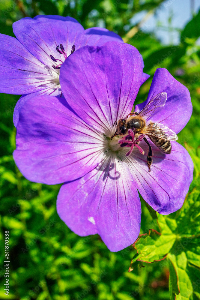 Obraz Rośliny i kwiaty w Parku Lotników w Krakowie. Zbliżenie na pszczołę zbierająca nektar na fioletowym kwiecie. fototapeta, plakat