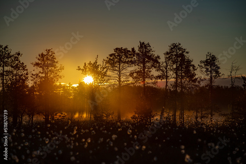 Foggy morning and sun rays on a swamp