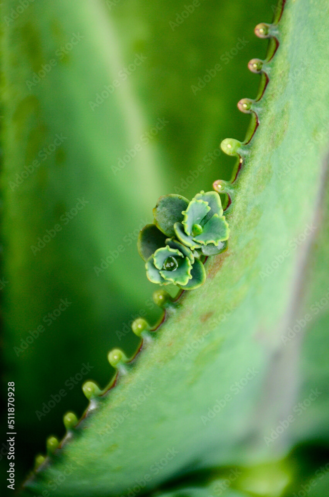 Naklejka premium dew on a leaf