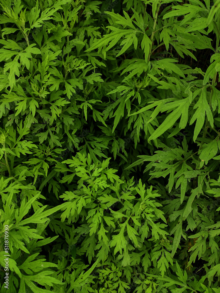 Abstract green leaves nature texture background. Creative layout for design Abstract green leaves nature texture background. Creative layout for design