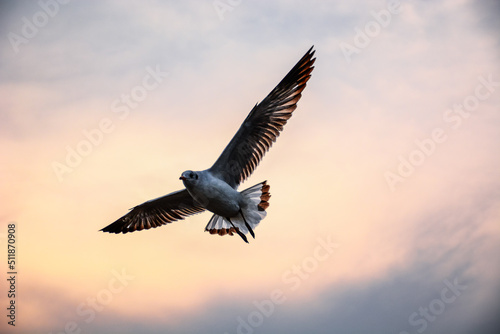 eagle in flight © Siri.P