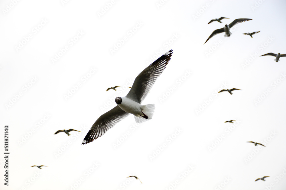 Obraz premium seagulls in flight
