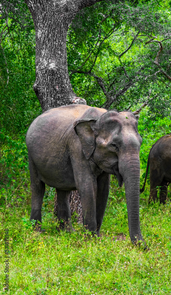 safari éléphants sri lanka 