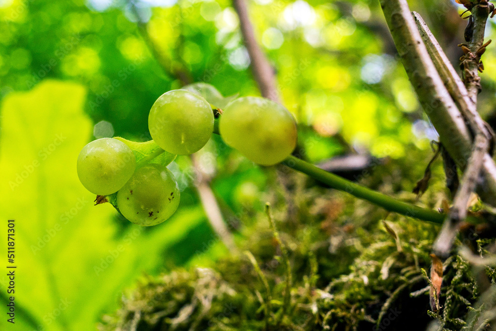 Zbliżenia na rośliny i kwiaty rosnące w lesie mogilskim w Krakowie