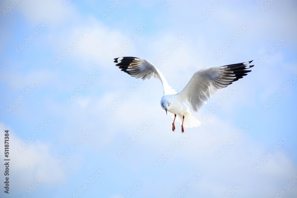 Fototapeta premium bird in flight
