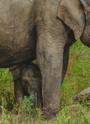 safari éléphants sri lanka asie  © Elo Voyage