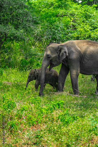 safari éléphants sri lanka asie 