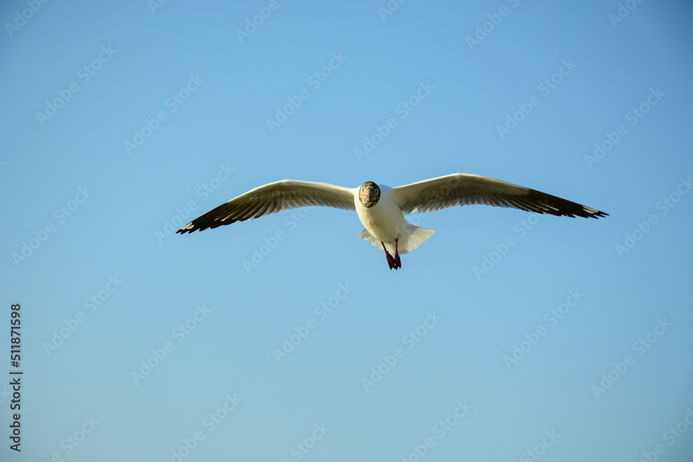 Obraz premium seagull in flight