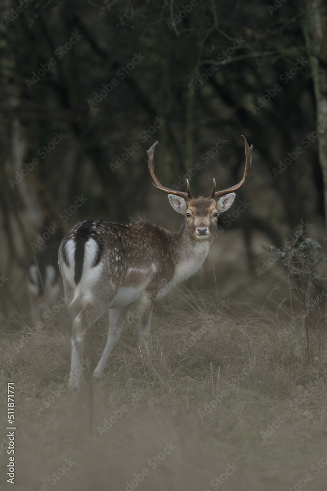 Obraz premium Fallow deer
