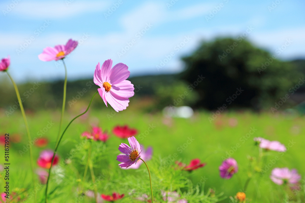 ピンクのコスモスの花 ピンクのコスモスの花