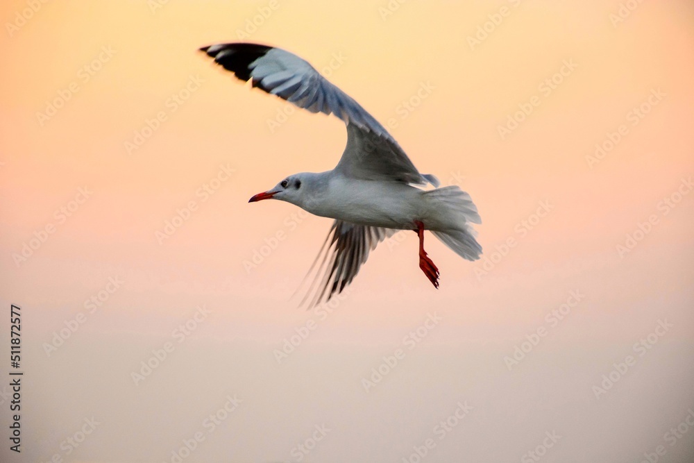 Obraz premium seagull in flight