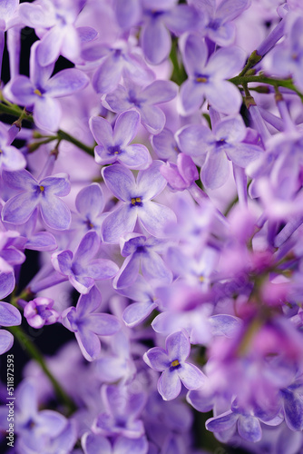 Beautiful lilac flowers. Blooming lilac bush with tender tiny flower. Purple lilac flower on the bush. Branch with lilac spring flowers. There are large lilac flowers on a branch of a lilac tree. 